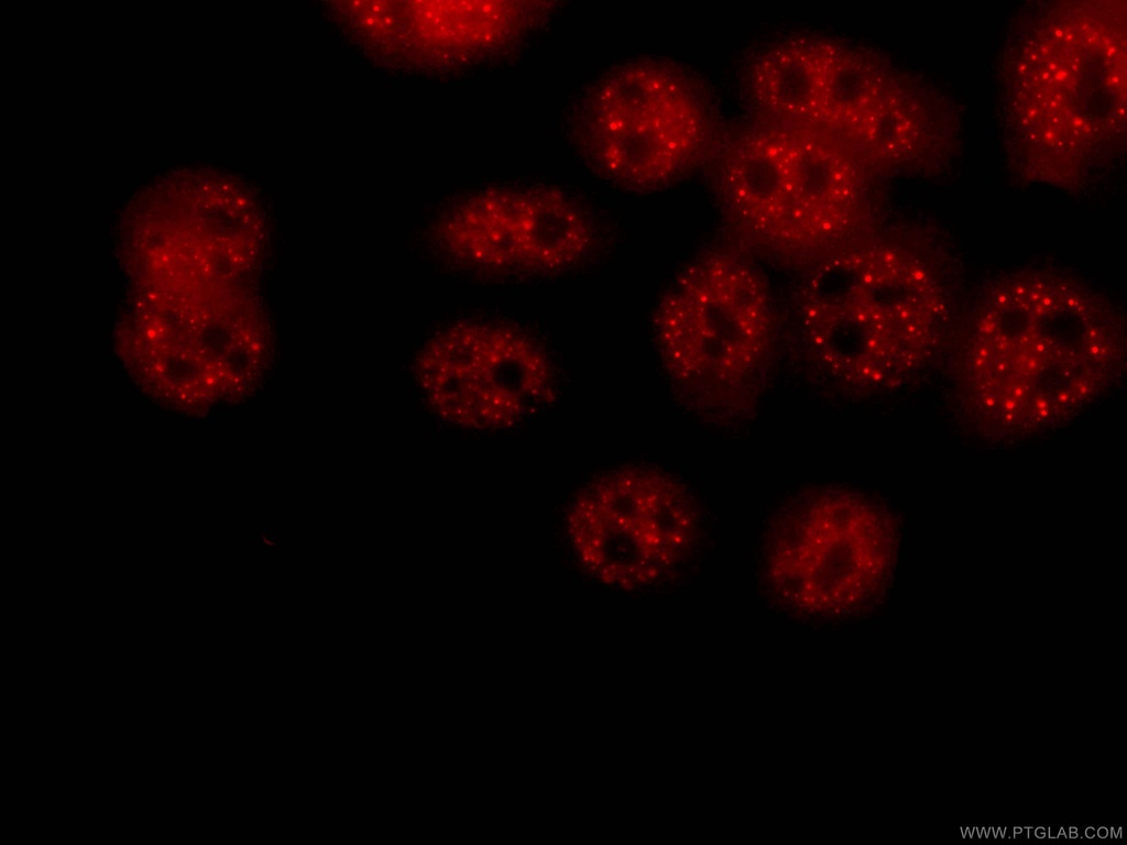 CoraLite®594-conjugated PSMD4 Monoclonal antibody