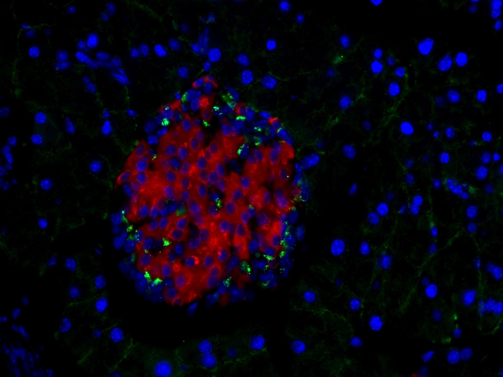 CoraLite®594-conjugated INS Monoclonal antibody