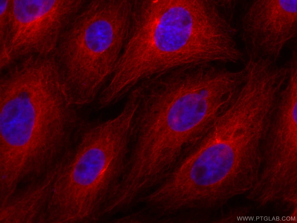 CoraLite®594-conjugated Beta Tubulin Monoclonal antibody