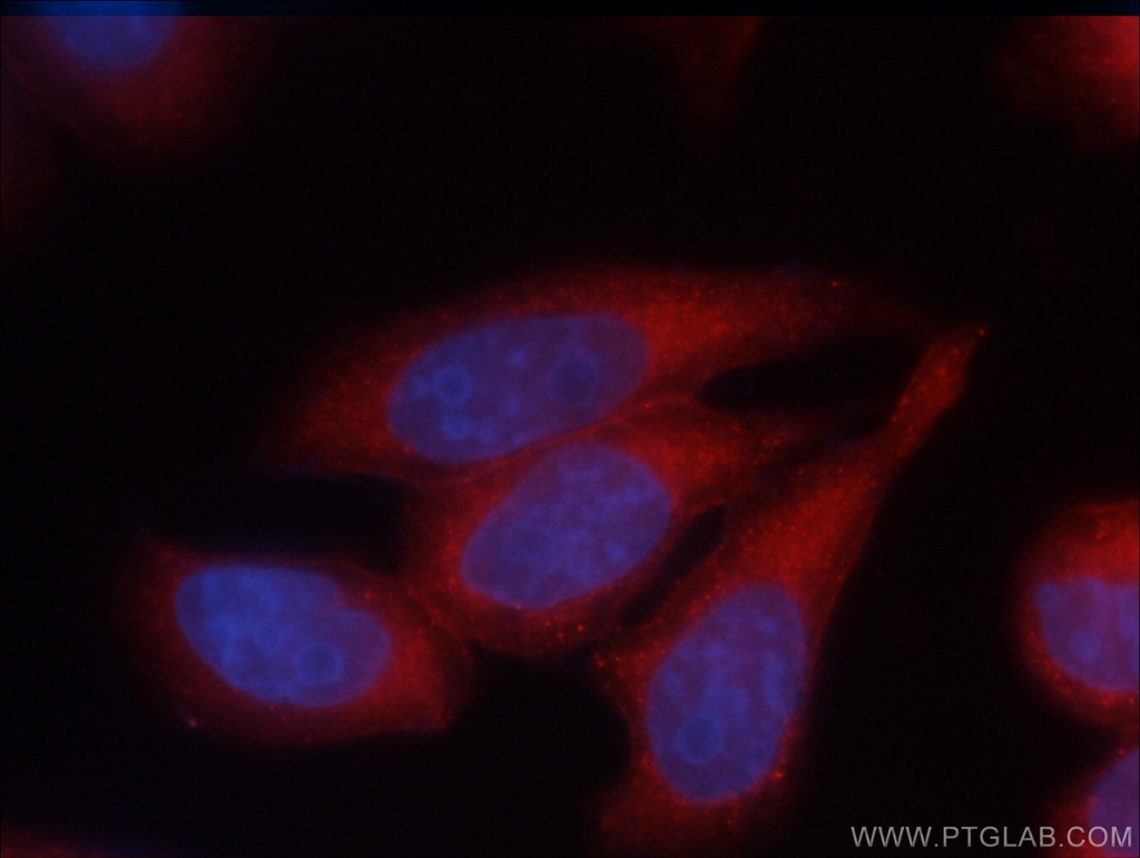 CoraLite®594-conjugated Annexin V Monoclonal antibody
