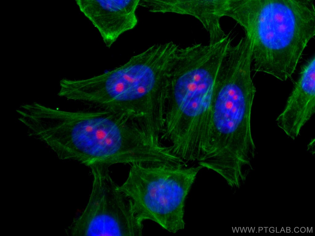 CoraLite®594-conjugated IMP3 Monoclonal antibody