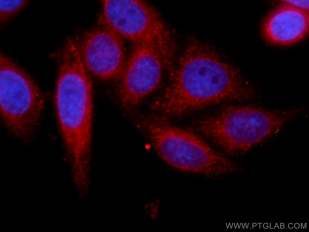 CoraLite®594-conjugated Cytochrome c Monoclonal antibody