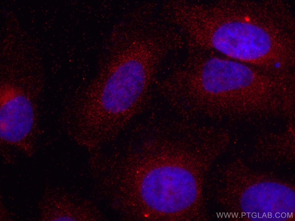 CoraLite®594-conjugated Sestrin 2 Monoclonal antibody