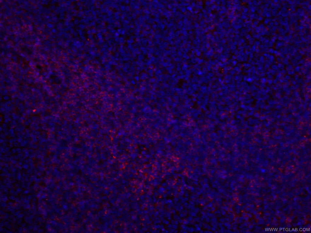 CoraLite®594-conjugated CD27 Monoclonal antibody