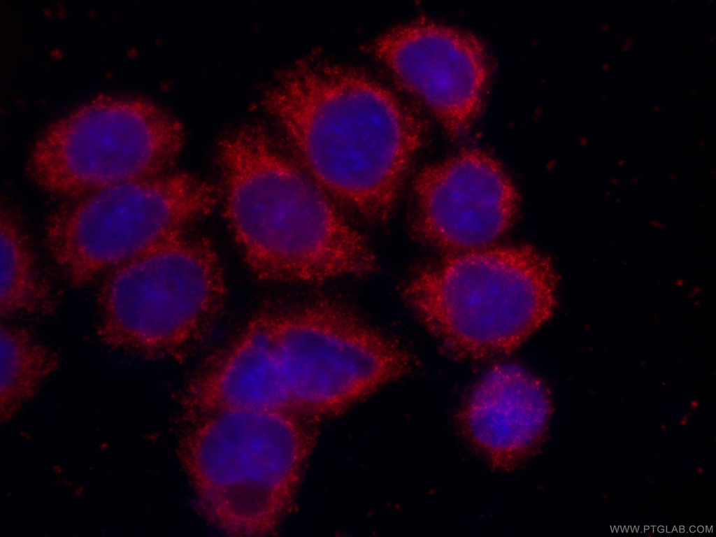 CoraLite®594-conjugated SRD5A1 Monoclonal antibody