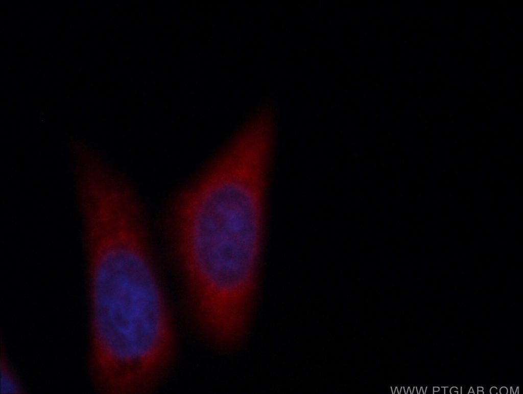 CoraLite®594-conjugated RAB5A Monoclonal antibody
