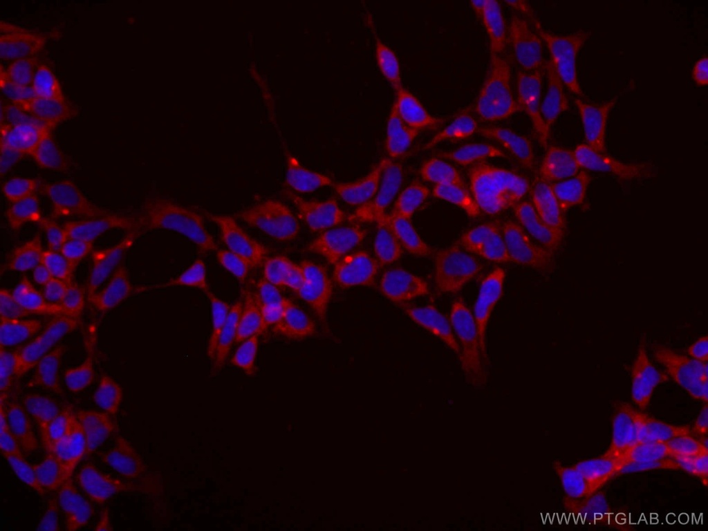 CoraLite®594-conjugated ASNA1 Monoclonal antibody
