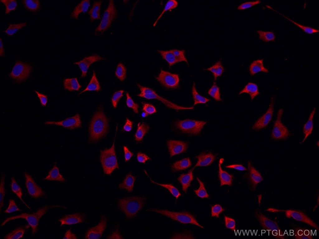CoraLite®594-conjugated CAPRIN1 Monoclonal antibody