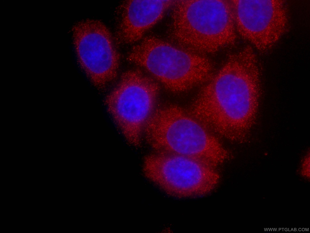 CoraLite®594-conjugated GSDMD Monoclonal antibody