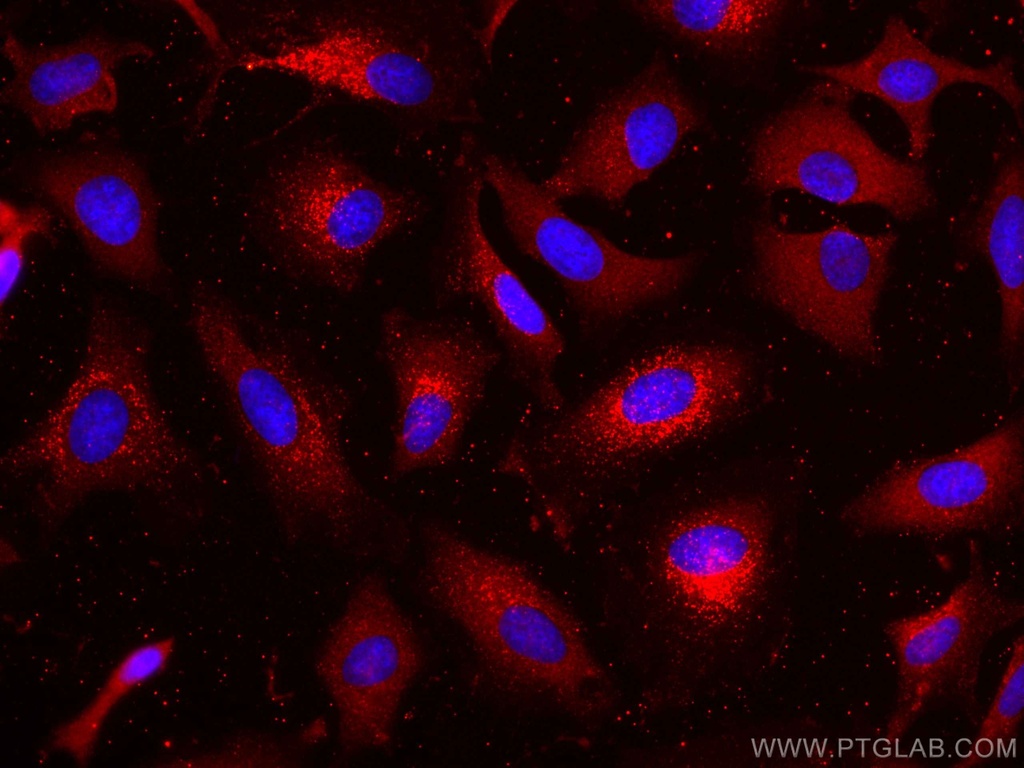 CoraLite®594-conjugated LDHB Monoclonal antibody
