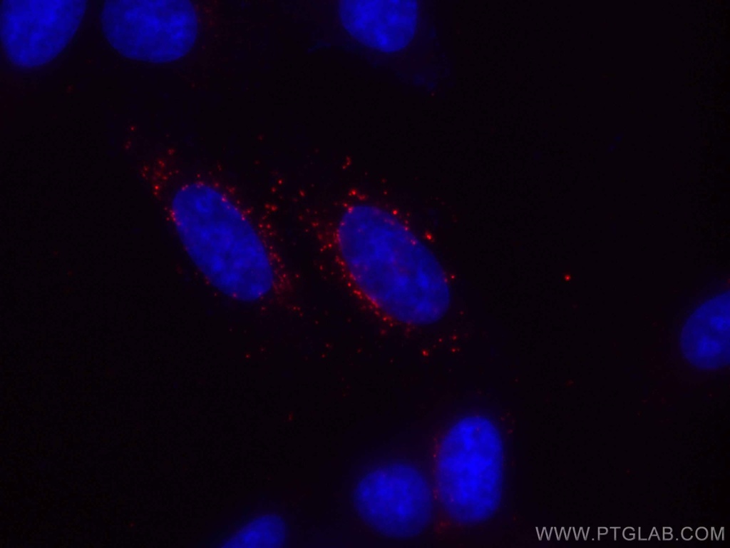 CoraLite®594-conjugated GABARAPL1 Monoclonal antibody