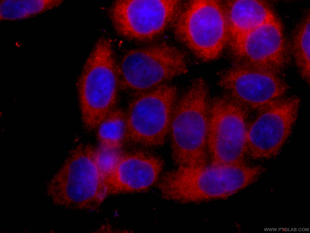 CoraLite®594-conjugated SLP76 Monoclonal antibody