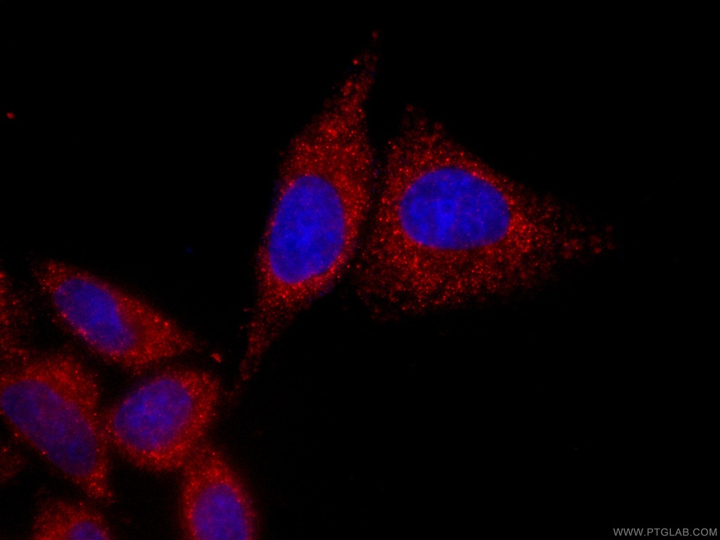 CoraLite®594-conjugated NF-κB p65 Monoclonal antibody