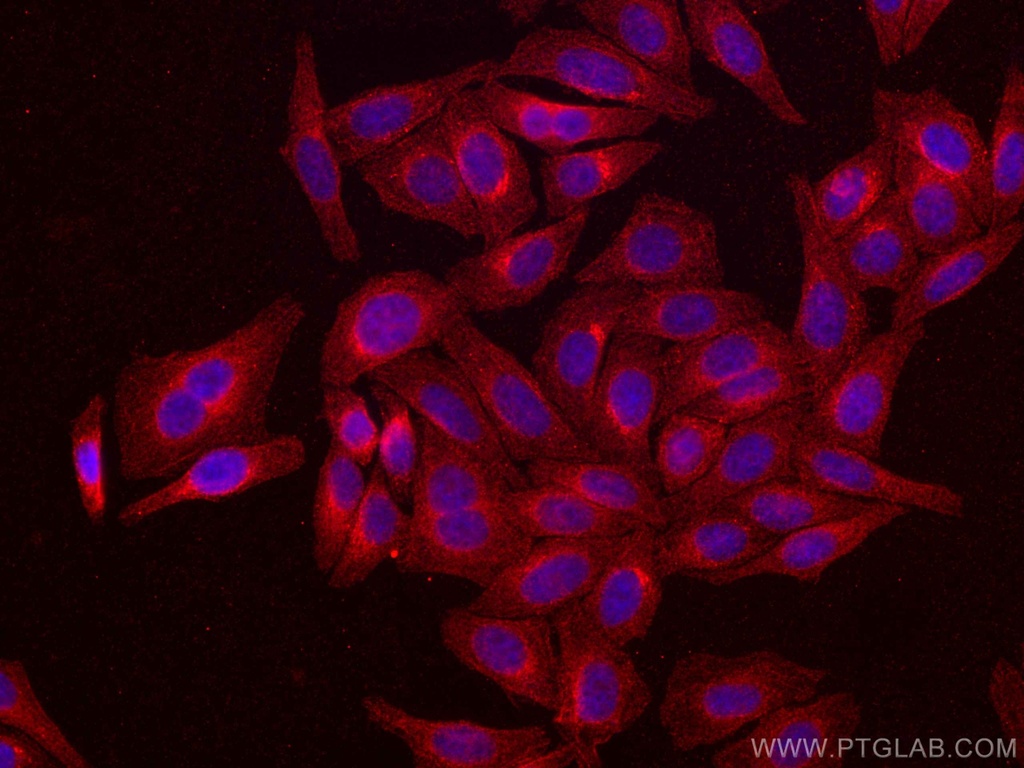 CoraLite®594-conjugated ATF6 Monoclonal antibody