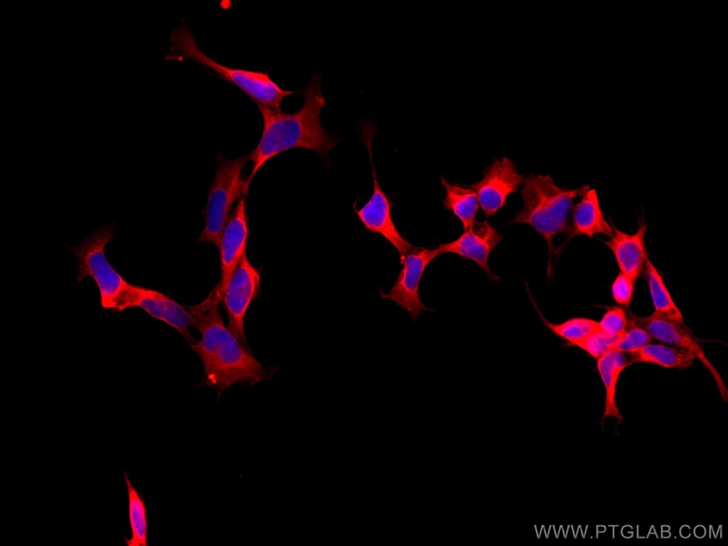 CoraLite®®594-conjugated PHD2/EGLN1 Monoclonal antibody