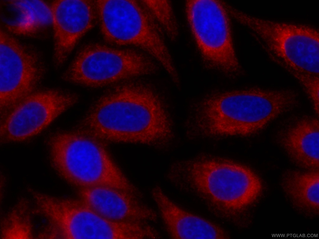 CoraLite®594-conjugated PDIA6 Monoclonal antibody