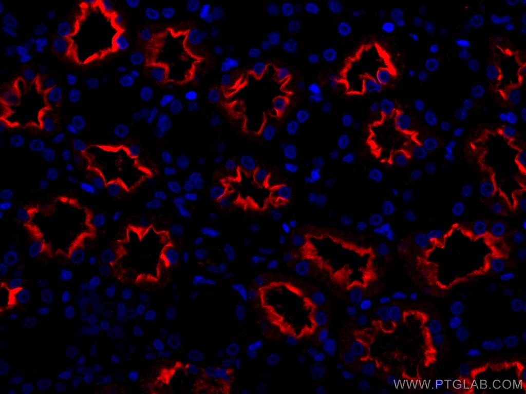 CoraLite®594-conjugated ACE2 Monoclonal antibody