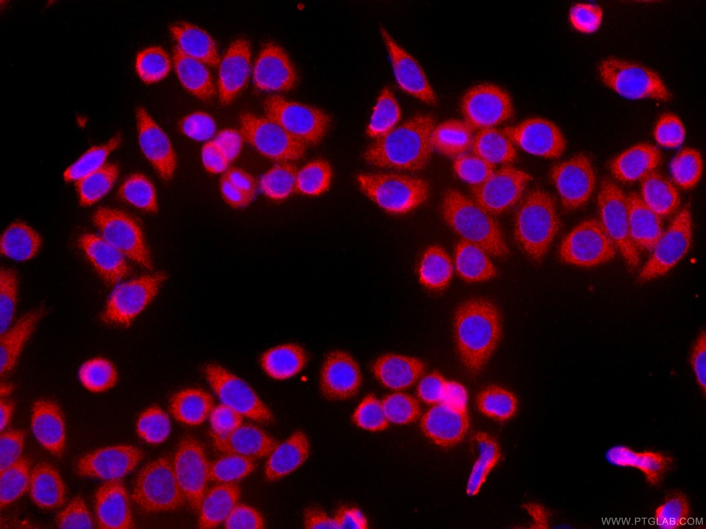 CoraLite®594-conjugated HSPH1 Monoclonal antibody