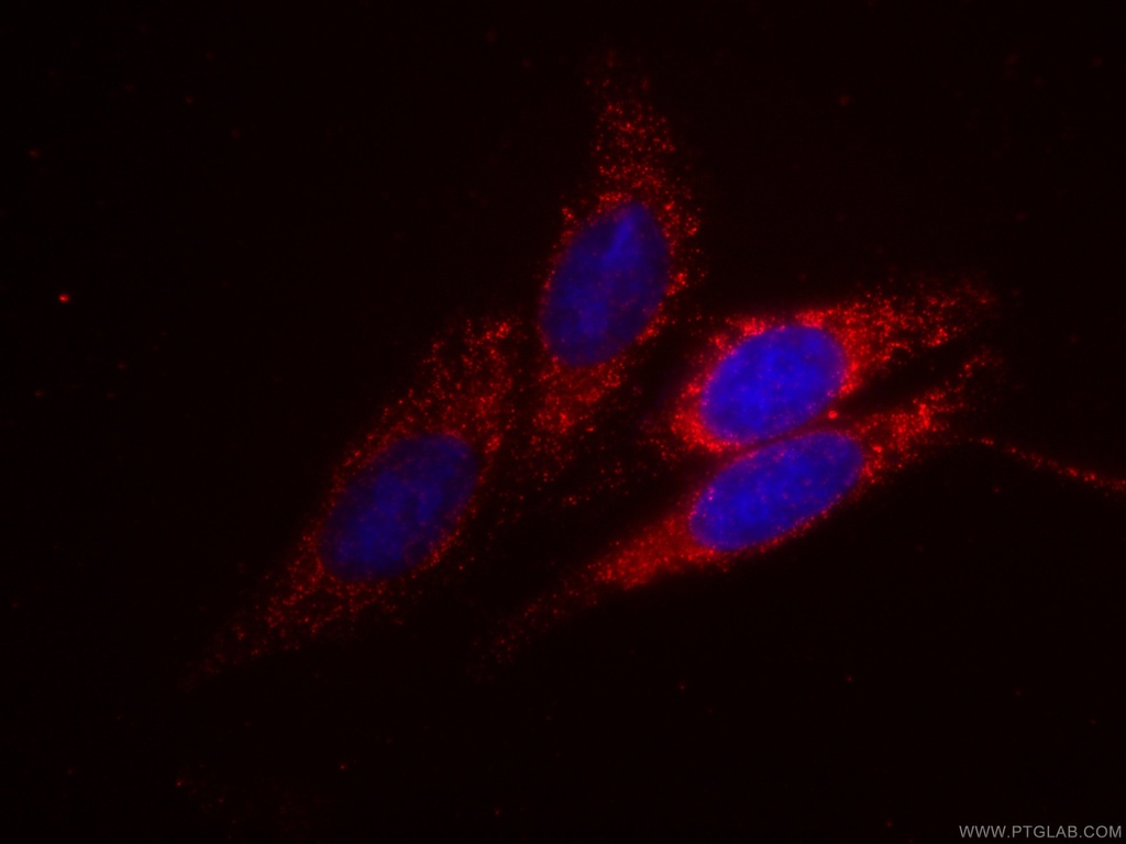 CoraLite®594-conjugated Syntaxin 16 Monoclonal antibody