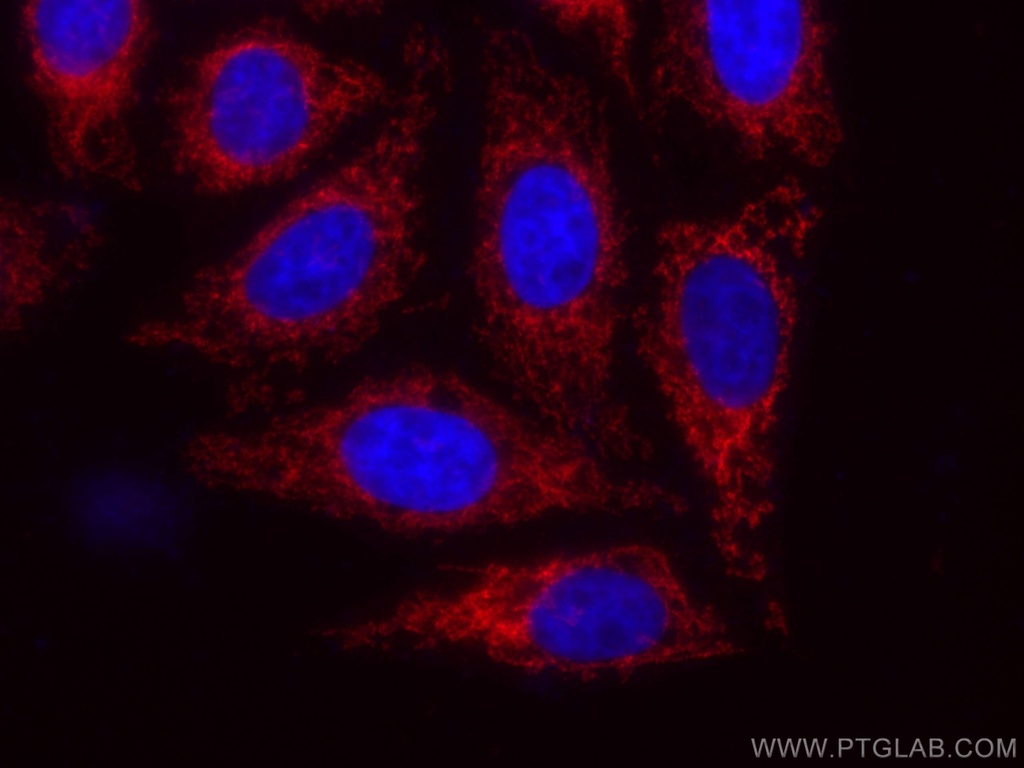 CoraLite®594-conjugated MFN1 Monoclonal antibody