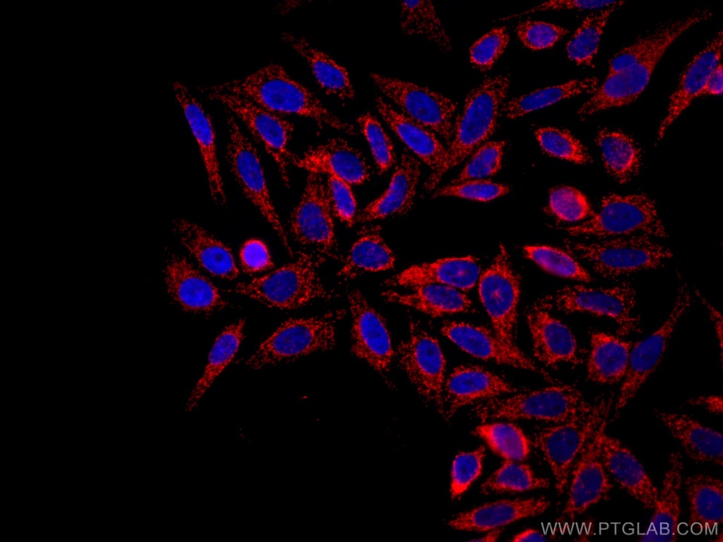 CoraLite®594-conjugated TOM20 Monoclonal antibody