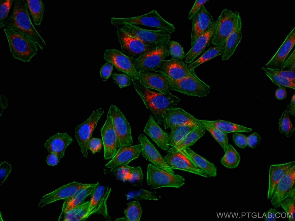 CoraLite®594-conjugated SREBF1 Monoclonal antibody