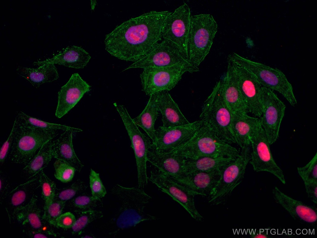 CoraLite®594-conjugated ASF1A Monoclonal antibody