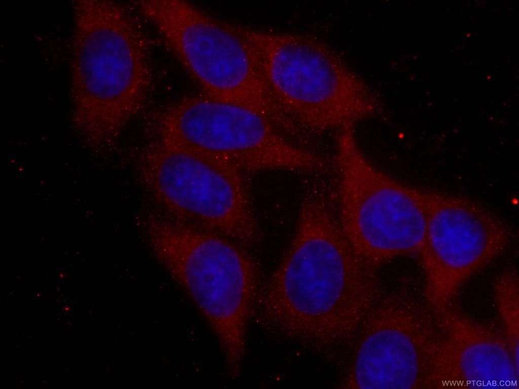 CoraLite®594-conjugated RPS6 Monoclonal antibody