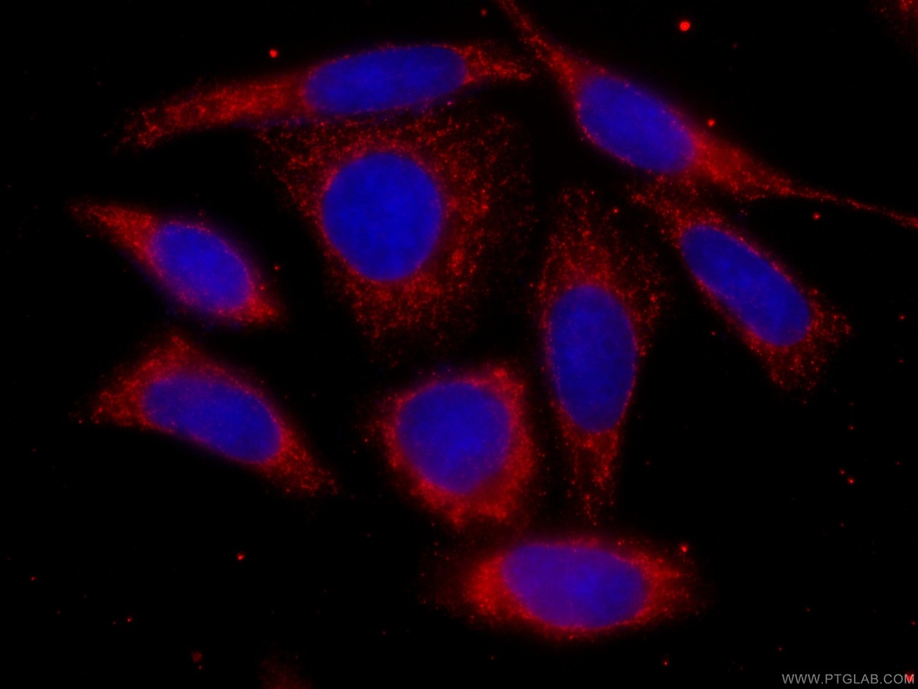 CoraLite®594-conjugated mTOR Monoclonal antibody