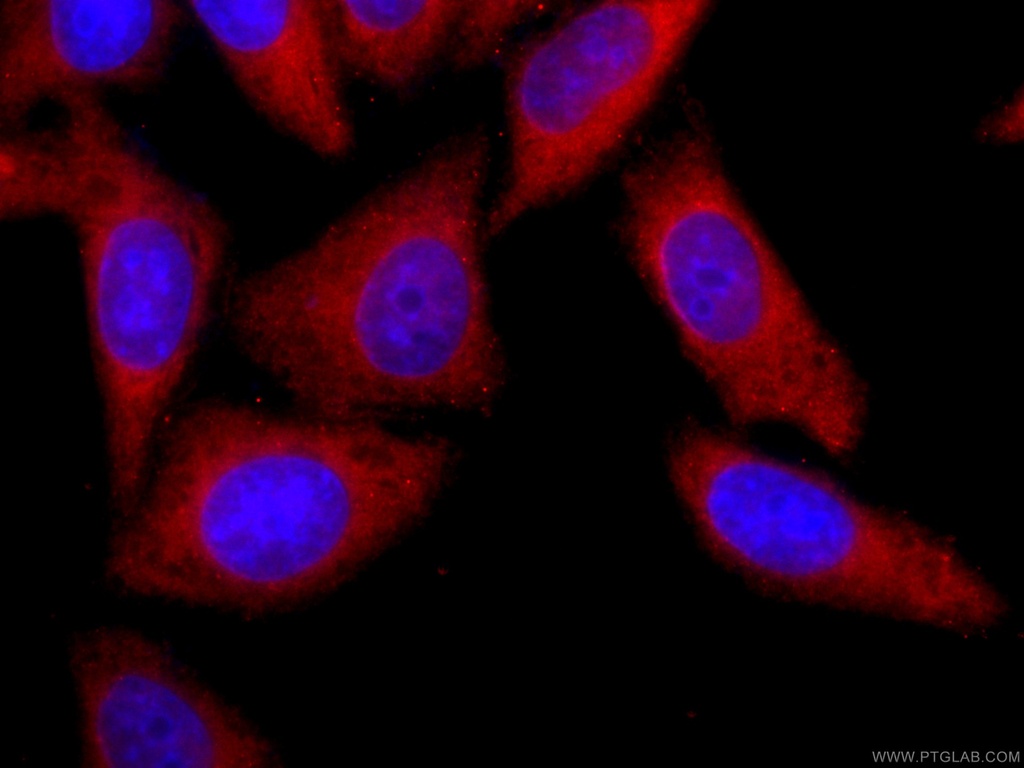 CoraLite®594-conjugated YAP1 Monoclonal antibody
