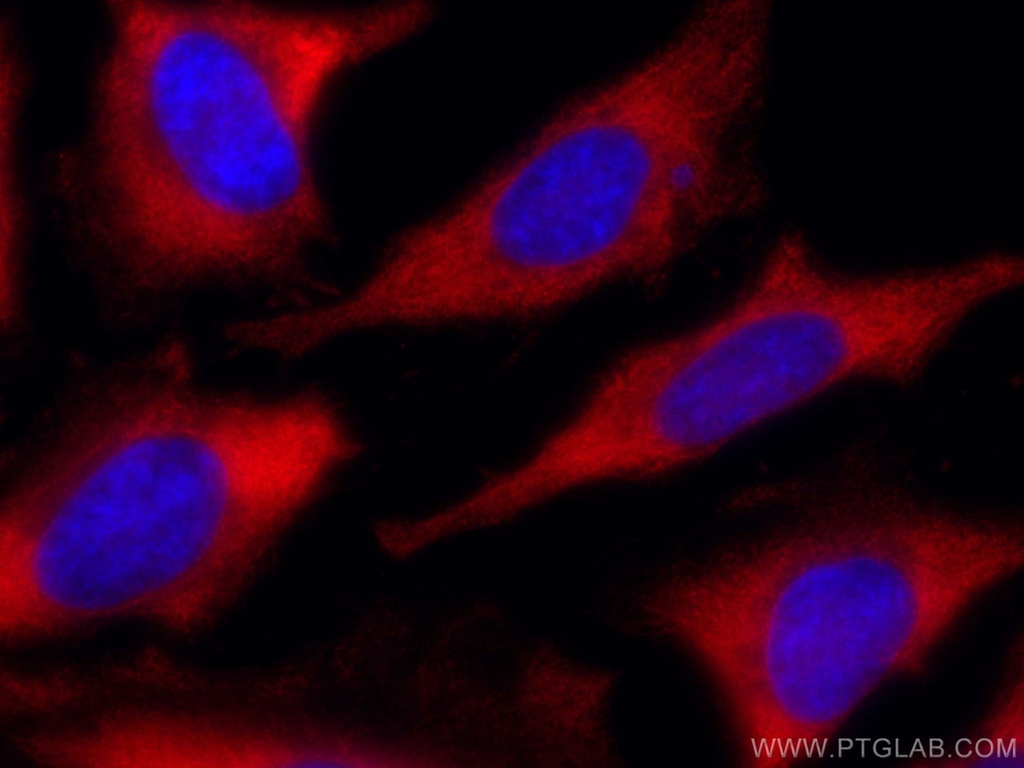 CoraLite®594-conjugated RACK1; GNB2L1 Monoclonal antibody