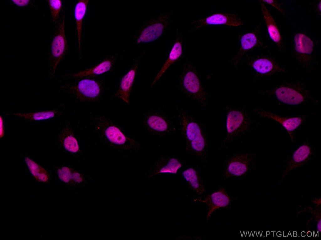 CoraLite®594-conjugated PI3 Kinase p110 Beta Monoclonal antibody