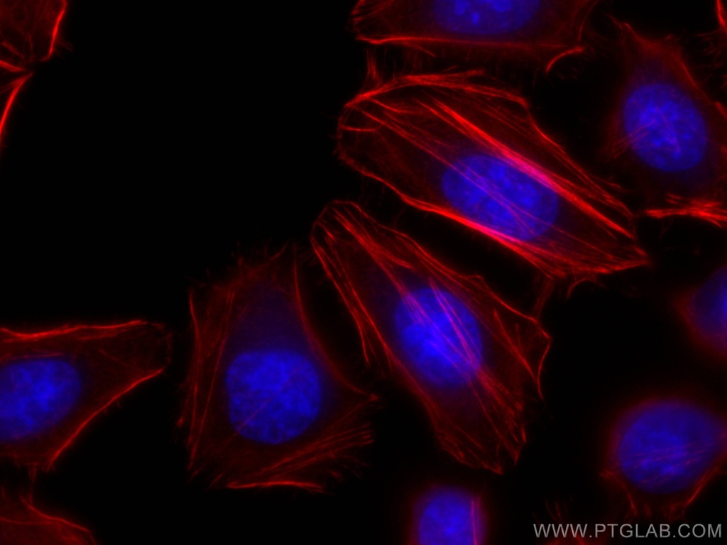 CoraLite®594-conjugated FLNA Monoclonal antibody
