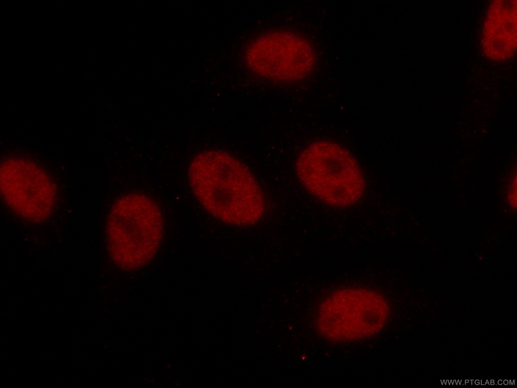 CoraLite®594-conjugated TCF3 Monoclonal antibody