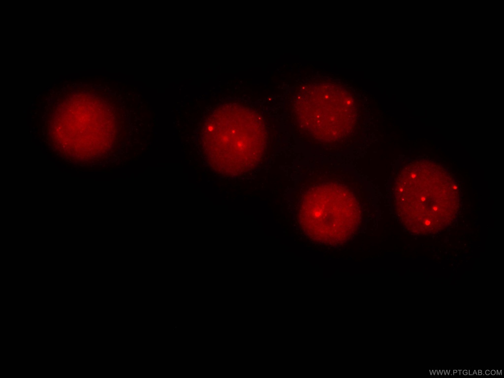 CoraLite®594-conjugated SUMO2/3 Monoclonal antibody