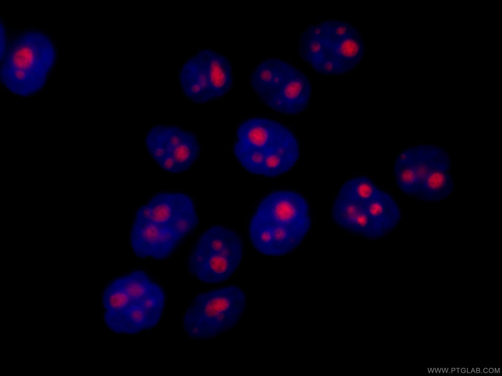 CoraLite®594-conjugated GNL3 Monoclonal antibody