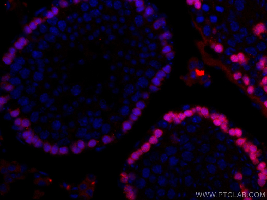 CoraLite®594-conjugated DMC1 Monoclonal antibody