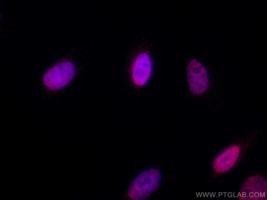 CoraLite®594-conjugated RCC1 Monoclonal antibody