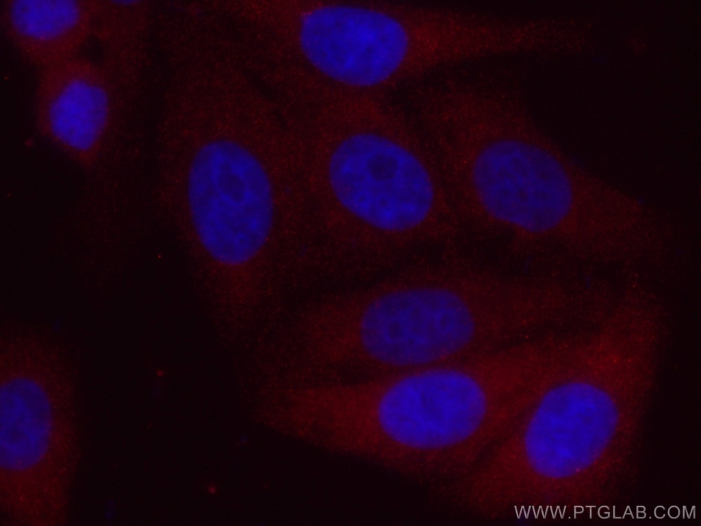 CoraLite®594-conjugated ACC Monoclonal antibody