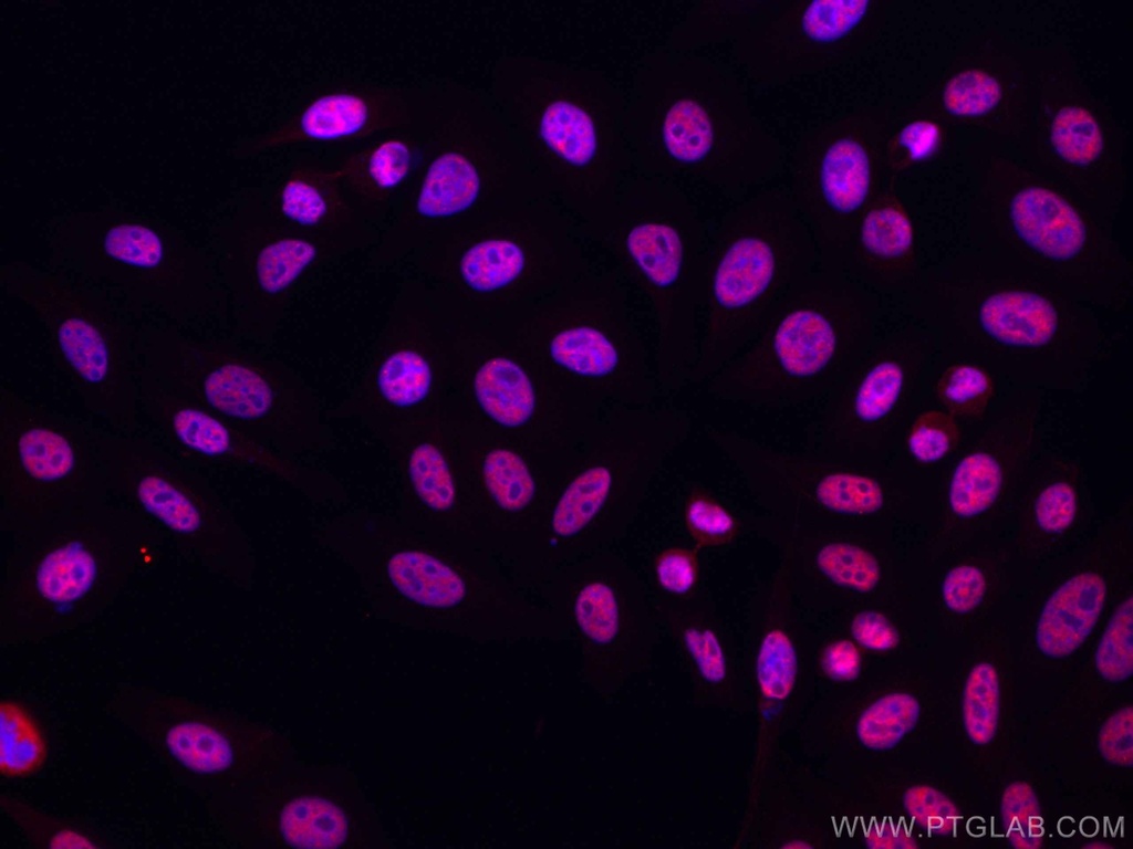 CoraLite®594-conjugated HNRNPH1 Monoclonal antibody