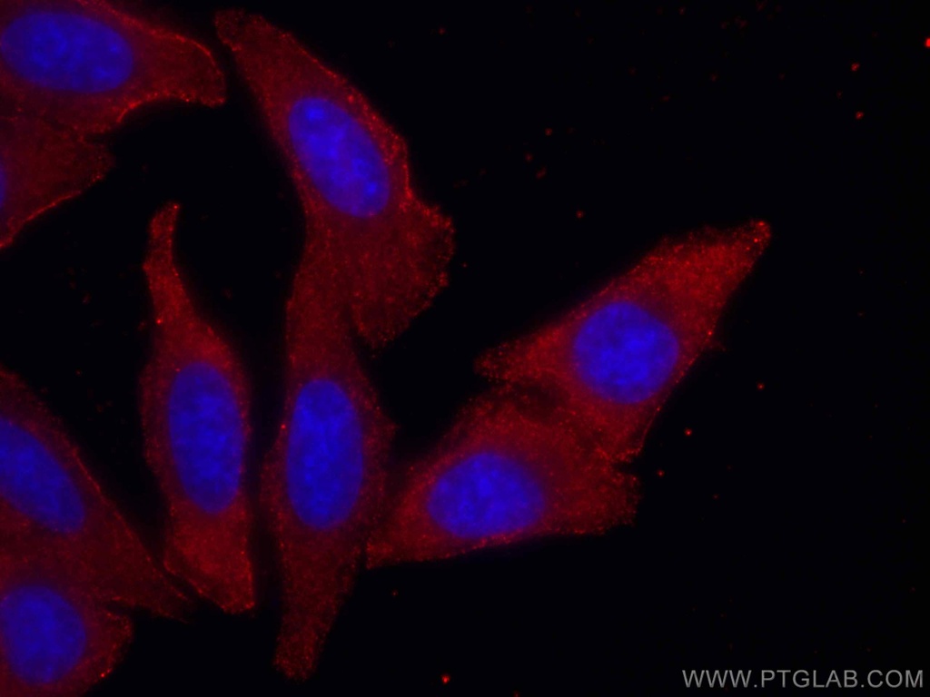 CoraLite®594-conjugated SEC24D Monoclonal antibody