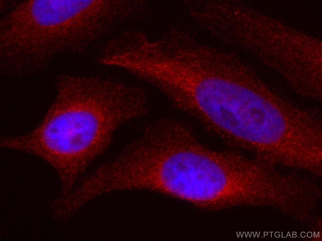 CoraLite®594-conjugated MAP2K2 Monoclonal antibody