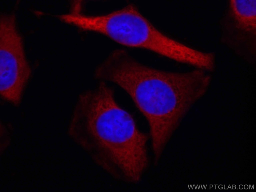 CoraLite®594-conjugated ALDOA Monoclonal antibody