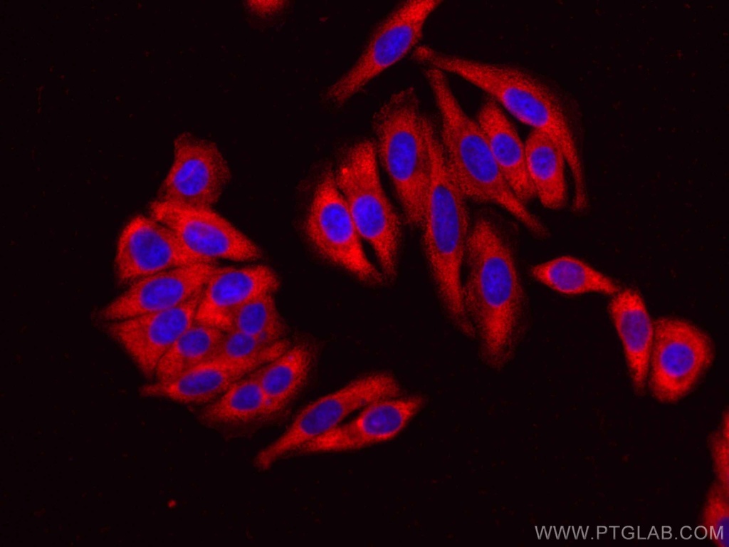 CoraLite®594-conjugated EEF2 Monoclonal antibody