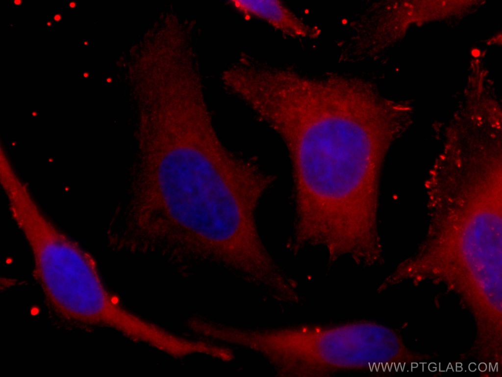 CoraLite®594-conjugated PHGDH Monoclonal antibody