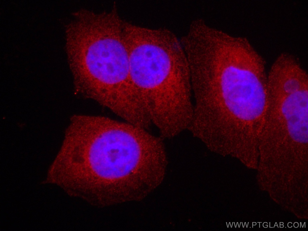 CoraLite®594-conjugated EIF1 Monoclonal antibody