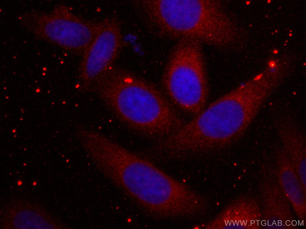 CoraLite®594-conjugated Ch-TOG Monoclonal antibody