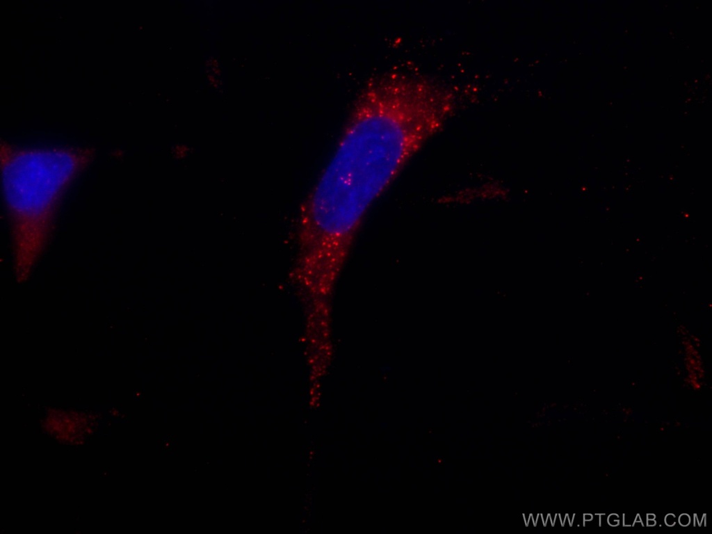 CoraLite®594-conjugated SNF8 Monoclonal antibody