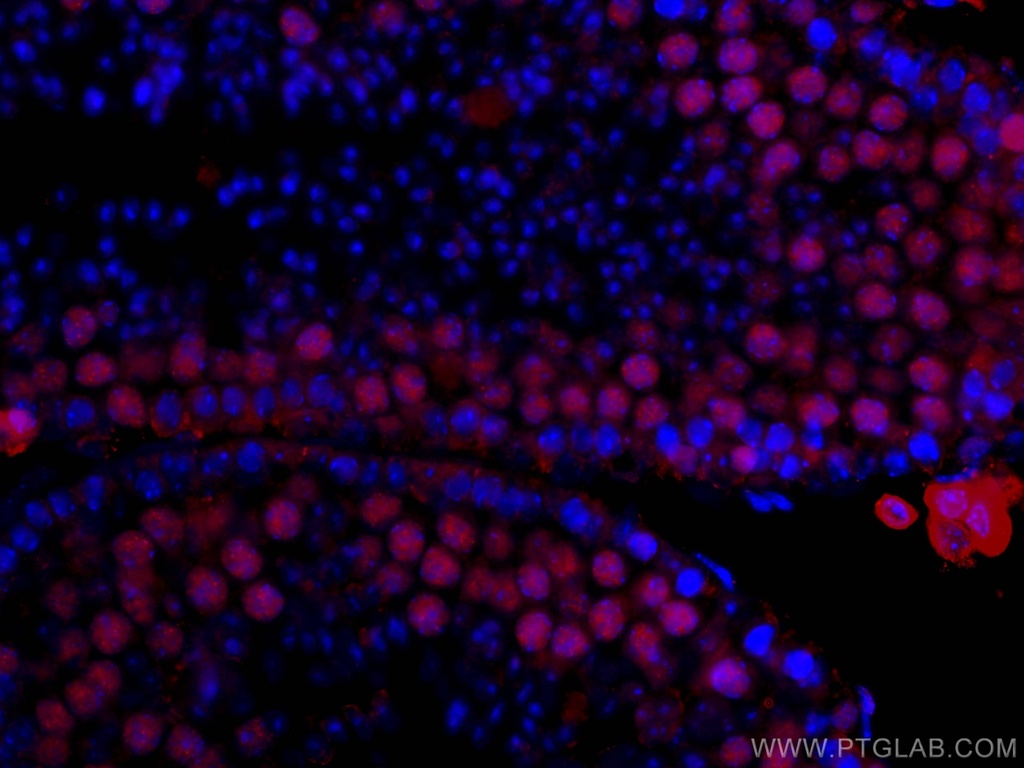 CoraLite®594-conjugated METTL3 Monoclonal antibody