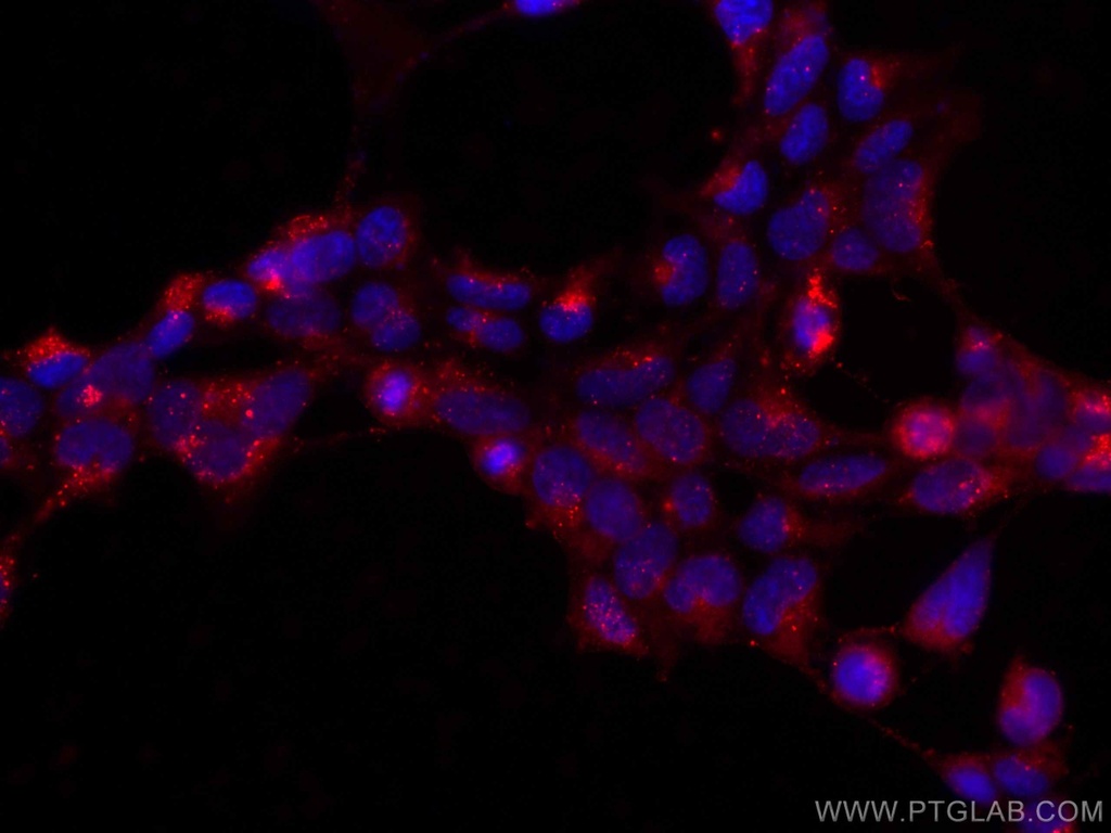 CoraLite®594-conjugated GPX4 Monoclonal antibody